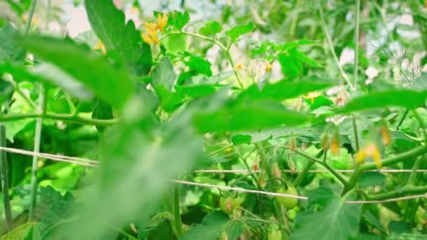 茂みで成長する緑のトマト クローズアップ 多種多様なトマト 高品質のフルHd映像 — ストック動画