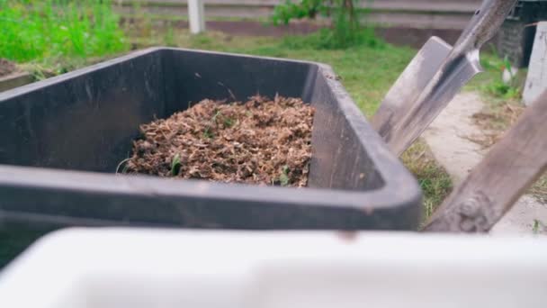 Vše Připraveno Pro Hnojení Půdy Sadbu Brambor Zahradě Soustředit Ptačích — Stock video