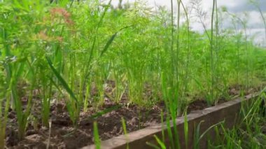 Güneşli bir yaz gününde havuç yetiştiren bahçe yatağı gökyüzüne karşı, pürüzsüz kamera hareketi. Yüksek kaliteli FullHD görüntüler