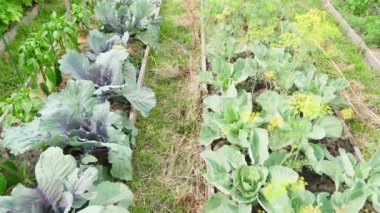 Kırmızı ve beyaz lahana farklı bahçe yataklarında, kamera hareketlerinde yetişir. Yüksek kaliteli FullHD görüntüler