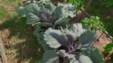 Kırmızı lahana, ev bahçesindeki tatlı biberlerle aynı yatakta yetişiyor. Yaz aylarında sebze yetiştirme üzerine kamera hareketi. Yüksek kaliteli FullHD görüntüler