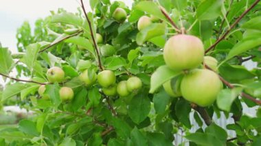 Yeşil elma yetiştiren genç elma ağacı, yumuşak kamera hareketi. Yüksek kaliteli FullHD görüntüler