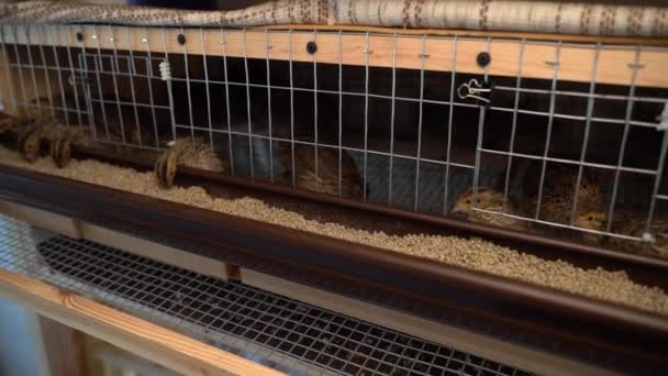 Cage Young Quails Pharaoh Breed Mini Poultry Farm Home High — Stock Video