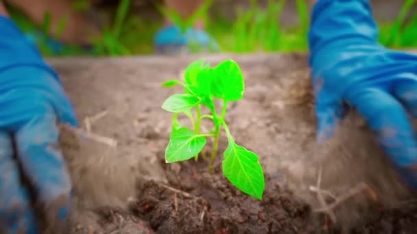 手戴橡胶手套的人正在花园的土壤中种植甜椒幼苗 优质Fullhd影片 — 图库视频影像