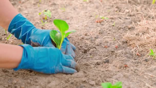 手戴橡胶手套 在菜园的土壤中种植白菜幼苗 高质量的4K镜头 — 图库视频影像