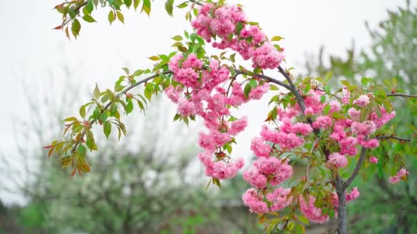 Mladý Sakura Kvete Růžovými Květy Mlhavého Šedého Dne Větrno Vysoce — Stock video
