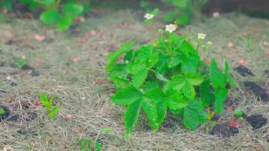 Çiçek açan yabani çilek çalısı sulanır, yakın plan. Yüksek kalite 4k görüntü