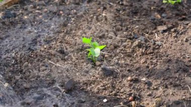 Taze ekilmiş bir dolmalık biber, bir su bidonundan iyi sulanır. Yüksek kalite 4k görüntü