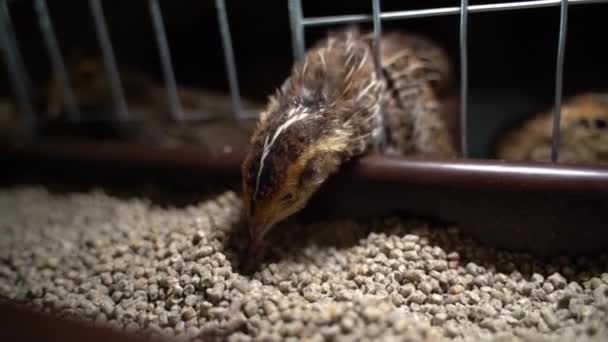 鹌鹑繁殖的法老啄食从喂食器的近距离 优质Fullhd影片 — 图库视频影像