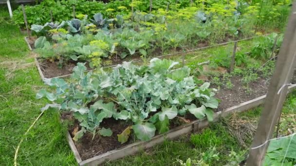 Les Brocolis Poussent Dans Jardin Familial Vue Travers Filet Jardin — Video