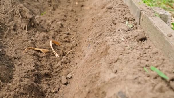 Μια Τρύπα Έσκαψε Στο Χώμα Του Κήπου Μια Ηλιόλουστη Καλοκαιρινή — Αρχείο Βίντεο