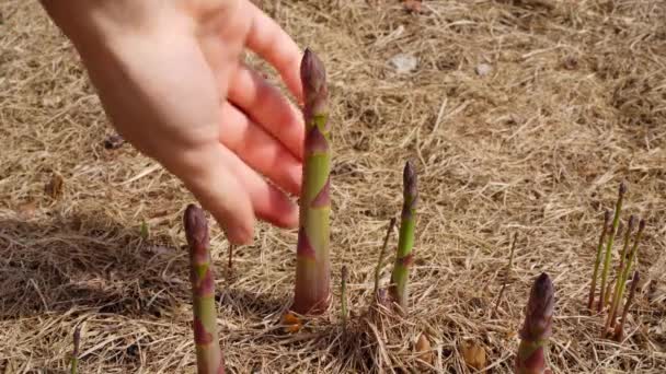 Asparagus Sprouts Plucked Hand Close Soil Bed Growing Green Asparagus — Stock Video