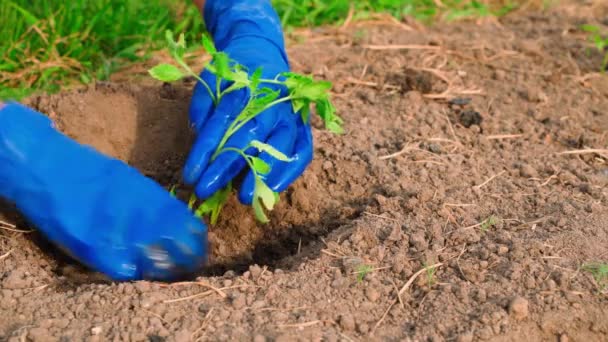 Tomatplantor Planteras Försiktigt Jorden Trädgården Kvinnliga Händer Blå Gummihandskar Högkvalitativ — Stockvideo