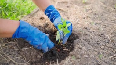 Genç bir domates filizi, yakın plan, dökülen sebze bahçesi toprağına ekilir. Yüksek kaliteli FullHD görüntüler