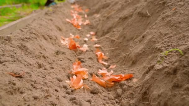 庭の土壌のタマネギ皮からの害虫に対する肥料そして保護 高品質のフルHd映像 — ストック動画