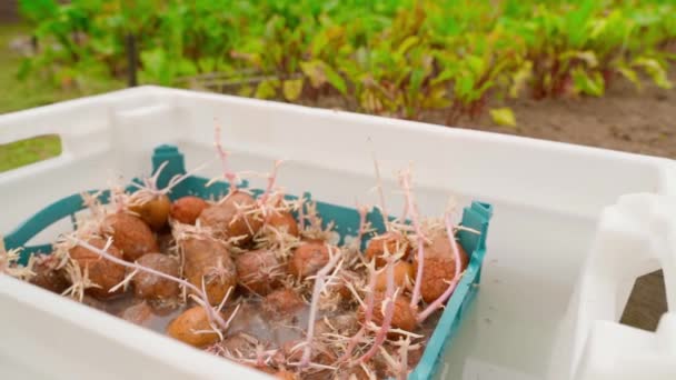 Sezon Sadzenia Ziemniaków Ziemniaki Porośnięte Korzeniami Nasączonymi Płynem Dodatkami Przeciwko — Wideo stockowe