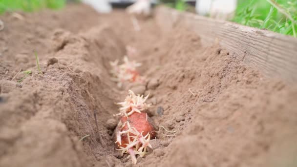 Ziemniaki Budzącymi Się Korzeniami Glebie Ogrodu Bliska Sadzenie Kiełkujących Nasion — Wideo stockowe