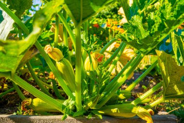 Güneşli bir yaz gününde sebze bahçesinde yeşil kabak yetiştiren Bush, yakın plan.
