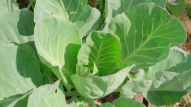 Kamera, güneşli bir günde sebze bahçesinde büyüyen genç lahanaların üzerinde uçuyor. Yakın plan. Yüksek kaliteli FullHD görüntüler