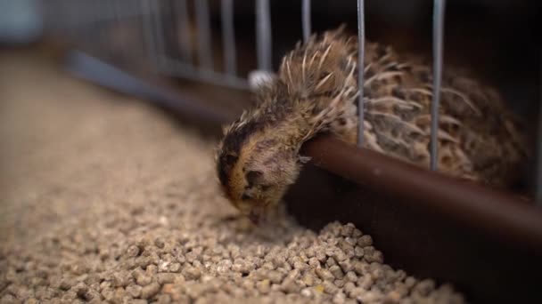 Quail Breed Pharaoh Pecks Food Close Slow Motion High Quality — Stock Video