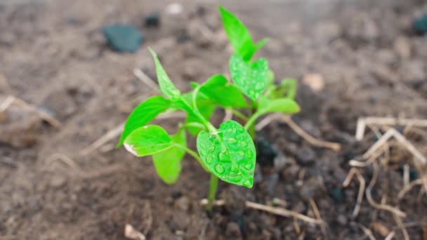 Yakından Çekilen Tatlı Dolmalık Biber Tohumları Damlalarındaki Yeşil Yaprak Yüksek — Stok video