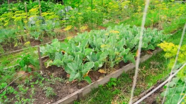 Ein Kleines Beet Mit Wachsendem Blumenkohl Grüner Saftiger Gemüsegarten Mit — Stockvideo