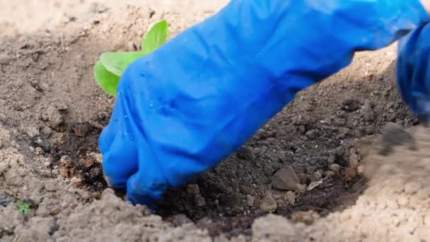 Νέοι Βλαστοί Πράσινης Μελιτζάνας Φυτεύονται Στο Έδαφος Χέρια Πλαστικά Γάντια — Αρχείο Βίντεο