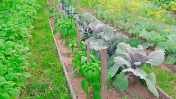 ホームガーデンは さまざまな野菜作物や植物と密接に植えられています 庭の赤いキャベツと甘いベルペッパー カメラの動き 高品質のフルHd映像 — ストック動画