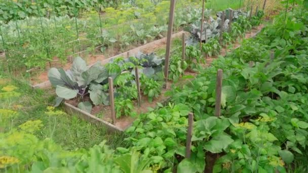 Ухоженный Сад Прямоугольными Грядками Растущими Овощами Почва Покрытая Сухой Травой — стоковое видео