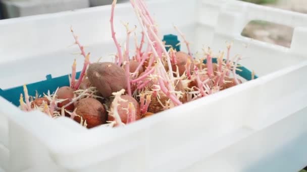 Caja Plástico Con Patatas Germinadas Cerca Las Patatas Siembra Han — Vídeo de stock