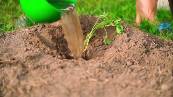 Semena Rajčat Před Výsadbou Zahradě Nalijí Vodou Večerní Práce Domácí — Stock video