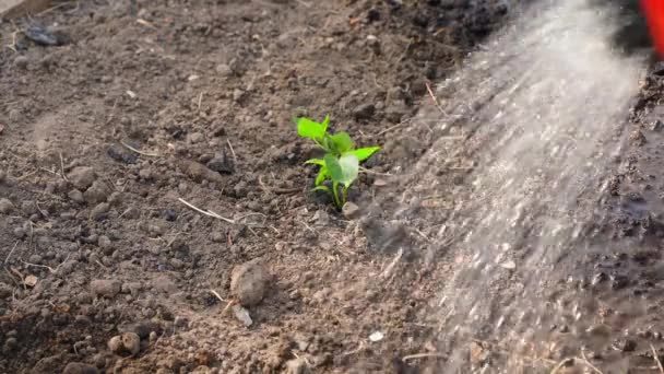 Çan Biberinden Yavru Bir Filiz Bir Bidonundan Sulanır Bahçede Tohumlama — Stok video