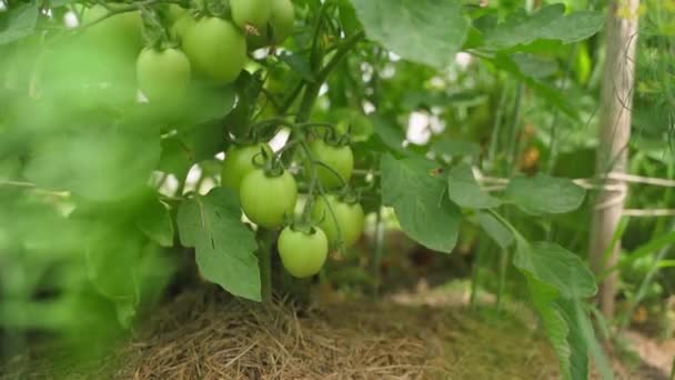 Kamera Yeşil Domatesleri Bir Bahçe Yatağına Asar Olgunlaşmamış Sebzeler Yüksek — Stok video