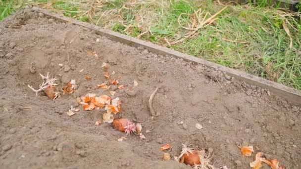 Процес Посадки Насіння Картоплі Садовий Грунт Високоякісні Fullhd Кадри — стокове відео