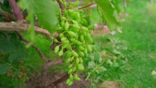 Bunch Green Grapes Oblong Berries Close Vineyard High Quality Fullhd — Stock Video