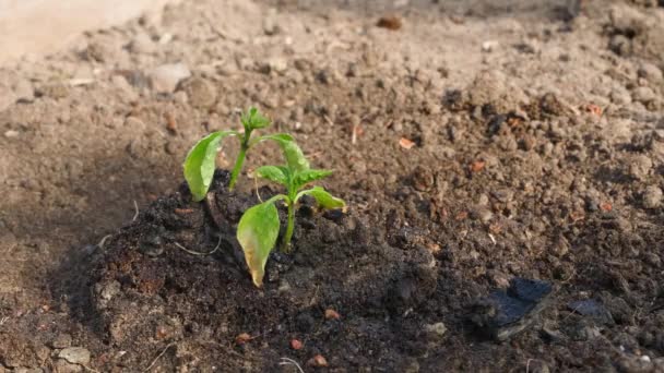 Поливати Овочевий Сад Молодими Солодкими Рослинами Болгарського Перцю Після Спекотних — стокове відео