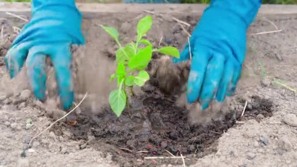Διαδικασία Φύτευσης Σπορόφυτα Πιπεριού Νερό Έχυσε Χώμα Κήπου Από Κοντά — Αρχείο Βίντεο