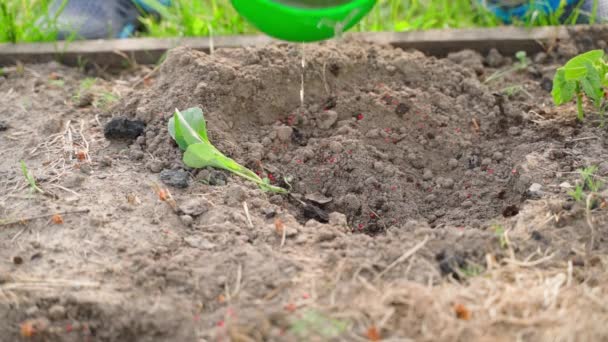 Innaffiamento Abbondante Del Terreno Prima Piantare Germoglio Cavolo Primo Piano — Video Stock