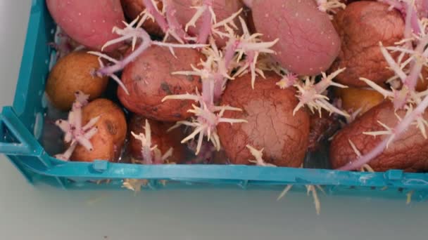 Sprouted Czerwone Ziemniaki Moczone Specjalnej Cieczy Przed Chorobami Szkodnikami Widok — Wideo stockowe