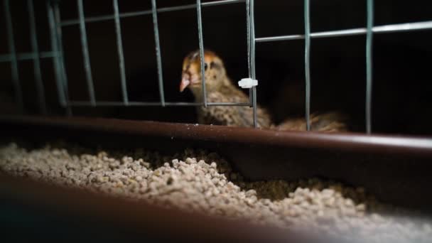 Slow Motion Quail Chick Pecks Compound Feed Closeup High Quality — Stock Video