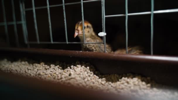 Pedaços Codorniz Câmara Lenta Close Alimentação Composto Imagens Fullhd Alta — Vídeo de Stock