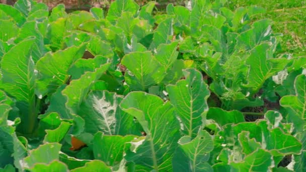 Large Green Leaves Growing Cauliflower Home Garden Sunny Weather Smooth — Stock Video