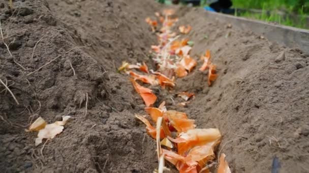 Bahçenin Toprağında Patates Kuru Soğan Kabuğu Patates Ekme Işlemi Yüksek — Stok video