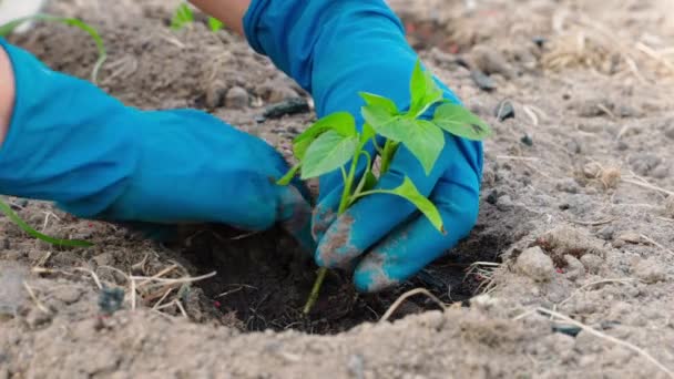 Çan Biberi Tohumlarını Sulandırılmış Toprağa Dikerken Dikkatli Olun Yüksek Kalite — Stok video