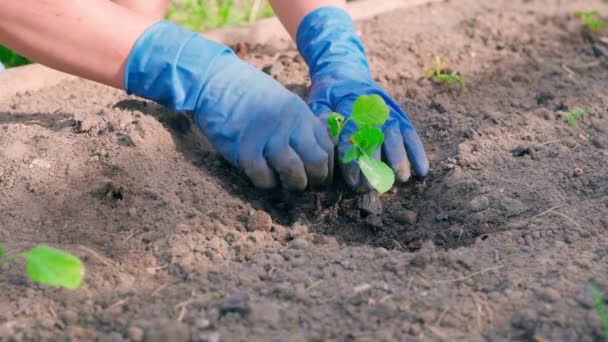 Mavi Lastik Eldivenli Eller Bir Bahçe Yatağına Patlıcan Filizi Yerleştirir — Stok video