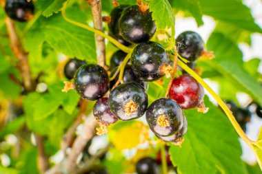 Güneşli bir günde çalılığın dalında kuşüzümü yetişmiş. Ev yapımı sağlıklı böğürtlen yetiştirmek