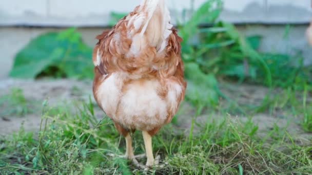 Young Lohman Brown Hen Defecates Close Slow Motion Obtaining Chicken — Stock Video