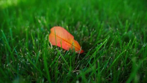 Fényes Narancssárga Levelek Zöld Fűben Közelkép Első Hullott Levelek Ősszel — Stock videók