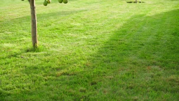 Beautiful Evenly Trimmed Lawn Private Garden Dawn Lighting Manicured Lawn — Stock Video