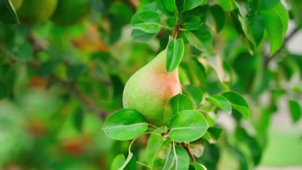 Green Pear Growing Tree Early Morning Dawn Light Ripe Pear — Stock Video